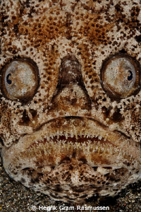 Ugly Betty :) this Star Gazer seems more ugly than normal :) by Henrik Gram Rasmussen 